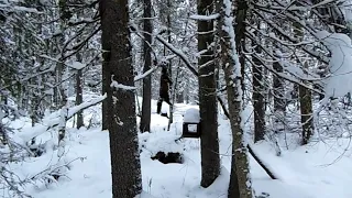 50 дней в тайге Прикамья. Бродяги Севера. Часть 6