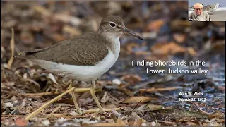 Bird Chat: Lower Hudson Valley Shorebirds: March 22, 2022