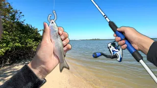 Fishing for SALTWATER GIANTS with LIVE BAITFISH (Beach, Jetty, Kayak Fishing)