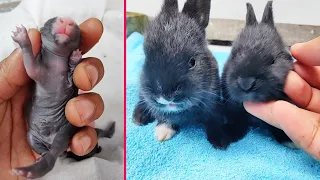 Rabbit Growth - Baby Bunny Rabbit growing up #cute #rabbits