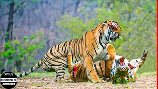 Rey Tigre Pelea Con Tigres Machos Hasta La Muerte Para Proteger El Territorio