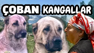 KANGALLAR KOYUNU KENDİLERİ GÜDÜYOR !!! BAHÇEYE DOLU VURDU / GURK TAVUĞU KÖPEK YEDİ / #kangal