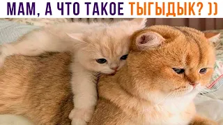 МАМ, А ЧТО ТАКОЕ ТЫГЫДЫК? ))) Приколы с котами | Мемозг 1159