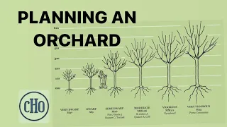Planning an Orchard - Orientation, Rootstocks and Pruning