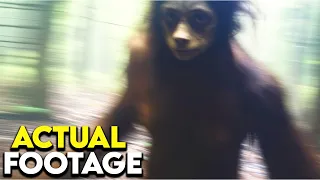 Bizarre Captures on Hidden Trail Cam Footage