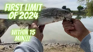 FIRST STRIPER LIMIT OF 2024 WITHIN 15MIN | 4/17/2024 | SACRAMENTO RIVER FISHING