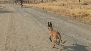 Belgian Malinois Running