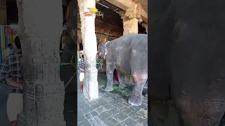 Vaitheeswaran Koil Elephant | Tamil Treky #temple #shorrts #viral