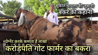 करोड़पति गोट फार्मर का बकरा प्रेग्नेंट करके कमाता है लाखो | top sirohi breeder | sukant chawla