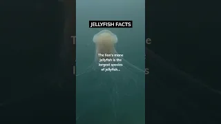 Lions MANE Jellyfish 😳😨 #shorts #facts #jellyfish