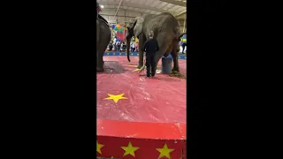 Elephant Takes A Dump In The Middle Of A Circus Performance And Misses The Poop Bucket