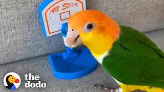 This Parrot Has A Passion for Basketball | The Dodo