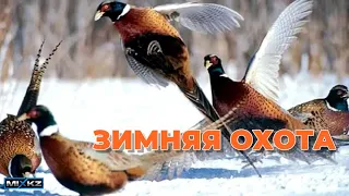 10 Фазанов за 2 часа, быстрая охота на фазана, натаска лайки РЕЛ