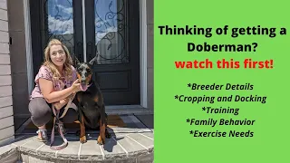 What it is like to live with a Doberman!