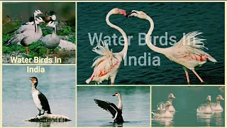 Water Birds In India l Migratory Birds ll Birds Sound ll Wild Birds l Indian Birds @Hkk Nature Lover