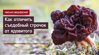 Михаил Вишневский: Как отличить съедобный строчок от ядовитого. Советы миколога