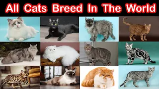 All Cats Breed In The World ( A -- Z )  || Complete Cats Types