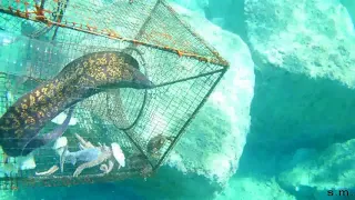 Pesca con nassa artigianale Fishing with artisanal keepnet in the Strait of Messina