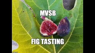 Figs: Tasting the Marseilles VS Black Fig 2017