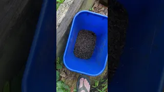 How To Feed Black Soldier Fly Larvae To Chickens | #BSFL #composting