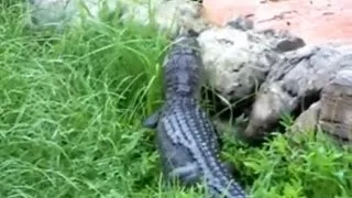 Shocking Video Shows Disney Employee Fighting Alligator Near Splash Mountain