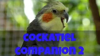 Cockatiel Companion 2 (60 minutes of Cockatiel Sounds for your Pet Cockatiel) #CockatielCompanion