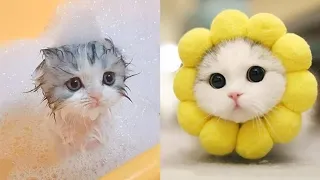 Cute and Funny Cat Videos to Keep You Smiling!❤️🐱