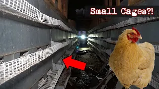 TINY CAGES at this Cruel Abandoned Chicken Farm!