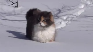 РЖАКА))) Кошка идет по глубокому снегу.