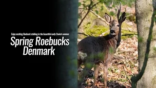 DANISH SPRING ROEBUCK