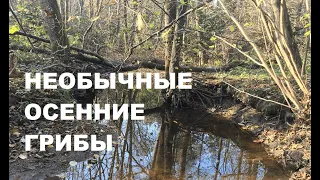 Новые места - новые грибы. Трускавец. 27.10.2019.