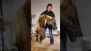 Mounting a shoulder mount elk! Taxidermy art