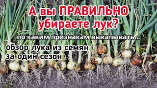 Убираю лук, урожай отличный из копеечных семян.