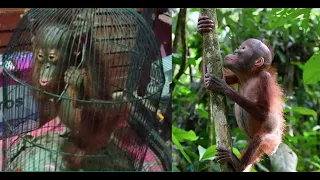 UPDATE on the rescue of the baby orangutan locked in a bird cage kept as a pet. Bayi Orangutan