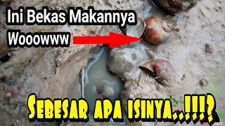 Lubangnya di tutupi keong... Kira kira isinya sebasar apa!!? Eels Fishing