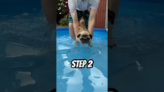 Can Pugs Swim?! #pug #summervibes #swimming
