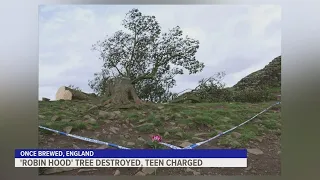 'Robin Hood' tree in Britain destroyed, teenager charged for damages