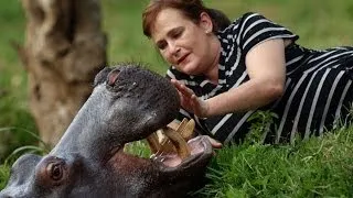 Jessica the Hippo has dinner and a massage - Animal Odd Couple: Episode 2 Preview - BBC One