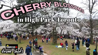 CHERRY BLOSSOMS in High Park TORONTO  ||  4K Drone Flight  ||  2023