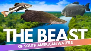 From the MOST TERRIFYING to the TITANS OF FISH WORLD, these are MONSTER fish of south america