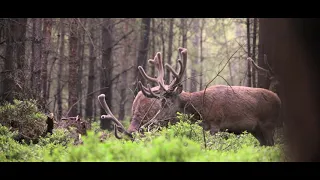 De Veluwe leeft! (Deel 2)