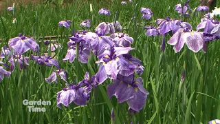 Japanese Garden Iris