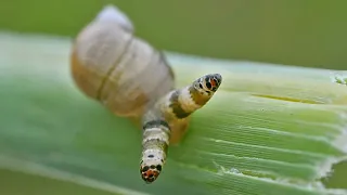 This Mind-Controlling Parasite Turns Snails Suicidal