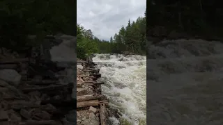 Чёрный падун, р.Колвица, Мурм.обл.