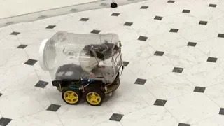 Scientists successfully train rats to drive tiny cars