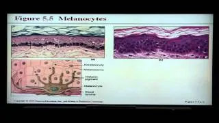 Anatomy and Physiology Help: Chapter 5 Integumentary System