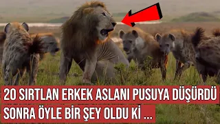 Erkek Aslan 20 Sırtlan Tarafından Pusuya Düşürüldü, Sonra Öyle Bir Şey Oldu ki