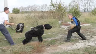 ЗКС, русский черный терьер Фанта