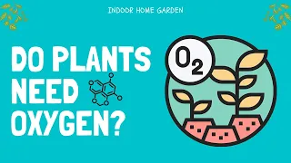 Do Plants Need Oxygen?