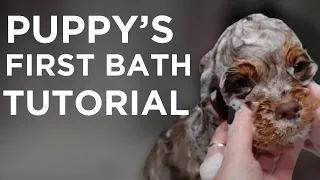 Cocker Spaniel Puppy's First Bath | Jess Rona Grooming